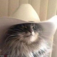 Cowboy Kitty(@AnthonyMalecki) 's Twitter Profile Photo