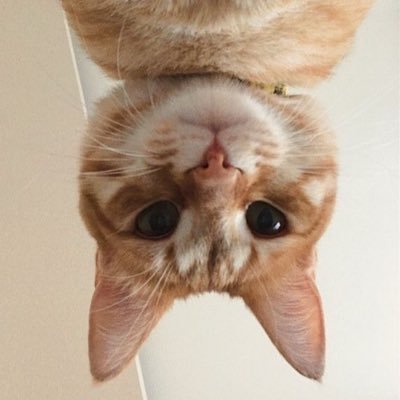 bbbiibamma92455's profile picture. 
