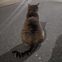 うすはり (@usuhari292977) 's Twitter Profile