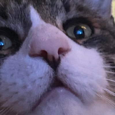 Another_Momo_'s profile picture. 