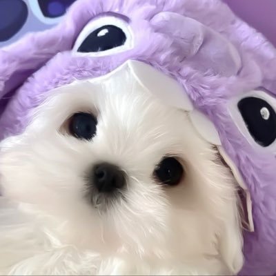 911ubeligaya's profile picture. (stu)dying sophomore