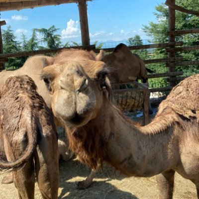 osuosuosudesu's profile picture. 細マッチョ、カカオ⭕️