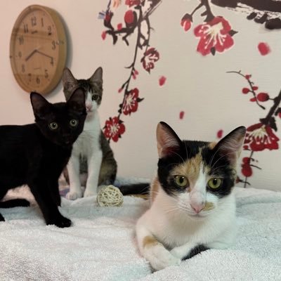 mprot_mpin's profile picture. akun buat post kelakuan random kocheng. Member: kiri - kanan Miki, Frodo, Pippin. Kadang posting Kim Upin dan Oranje