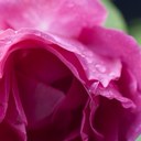 Connie Miles - @cdmiles48 - Twitter