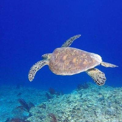 honu_love Profile Picture