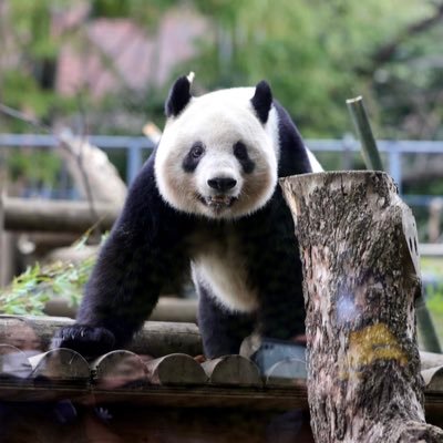 シャンが大好き🩷しかし鳥羽水族館のキラメイにもハマり中⭐️