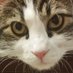 Lucid Cat's Voice (@gramtaym) Twitter profile photo Lucid Cat's Voice (@gramtaym) Twitter profile photo