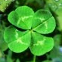 🍀まさし🍀 (@masashimabo923) Twitter profile photo