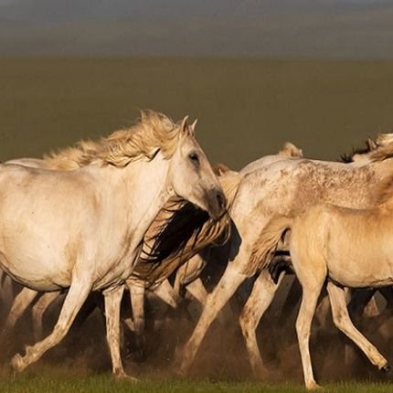 Amir99685026's profile picture. 