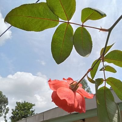 AllanShiko33171's profile picture. 