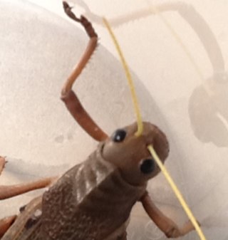 LaMorsaParis's profile picture. 