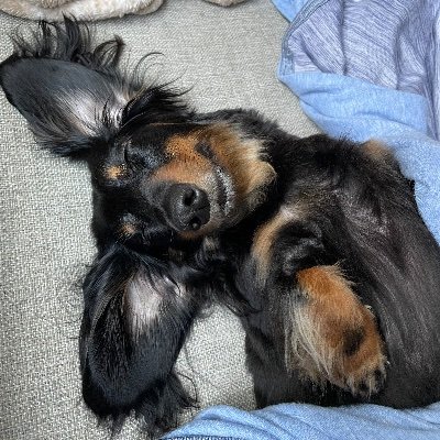 TheGeedstress's profile picture. tiny hands and shiny hair