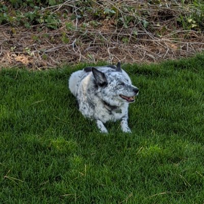 drypulse's profile picture. tidy till i die