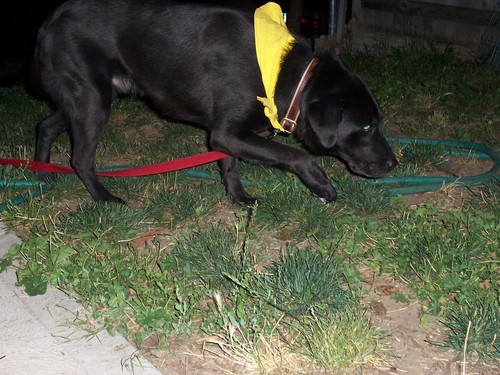 straymama's profile picture. 