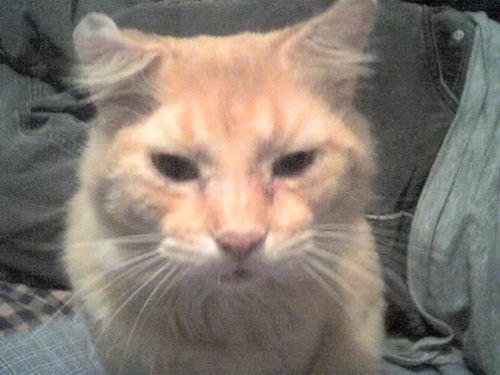 Yowler9Lives's profile picture. 