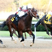 Harlow Stables (@harlowstables) 's Twitter Profile
