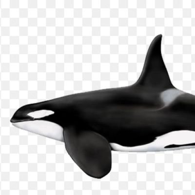 MichaelCat58434's profile picture. 