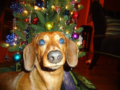 Intellectually Curious, Cyber Security, Hobby Farmer, Rock Climbing, Dachshunds, Traveling
