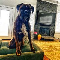 J. James (@cvsjjames) 's Twitter Profile