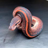 UmbrellaPython (@umbrellapython) 's Twitter Profile