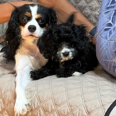 Charlotte is a king charles cavalier who is 13 lbs. Her partner is a 4lbs toy poodle. Charlotte’s Cavapoos are hypoallergenic puppies.