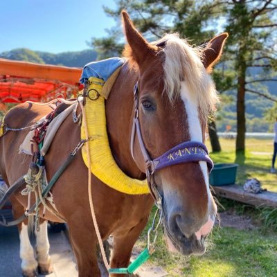 群馬県の榛名湖遊覧馬車 お馬のかんたろうくんのアカウントです！運行情報や榛名湖の様子を発信していきます♪お問い合わせはDMにてお願いします。乗り場:榛名湖畔 榛名ロッジ前 10:00〜15:00（4月〜11月）不定休（悪天候時運休） #榛名湖 #馬車 #トテ馬車 #榛名山 #群馬 #観光 #伊香保温泉 #キャンプ