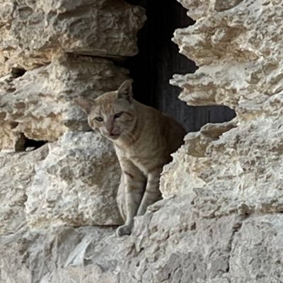 yutan_phys_gt's profile picture. プロフを見るほど暇な皆さん、進捗どうですか？