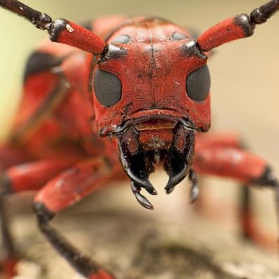 ickyphuz's profile picture. vr @dfsec_com