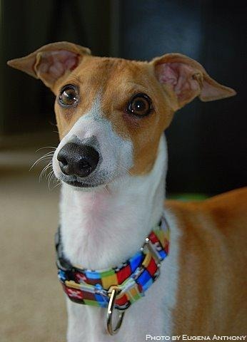 Oh hai! I'm Simon. I'm italian greyhound, (not whippet!) I like lamb flabor treats and my ball. I want to be more famous than Maru da Cat, so follow me!