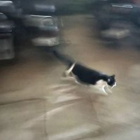 Brandon Shia (@brandon_shia) 's Twitter Profile Photo