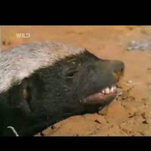 Thesystem11's profile picture. 