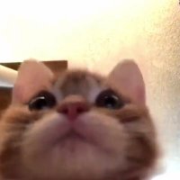 ビスおじ (@bisojioji) 's Twitter Profile