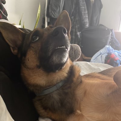 joseprosbelver's profile picture. .