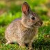 SBPS Rabbits (@sbps_rabbits) Twitter profile photo SBPS Rabbits (@sbps_rabbits) Twitter profile photo