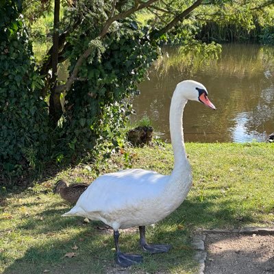 cclzsr's profile picture. 