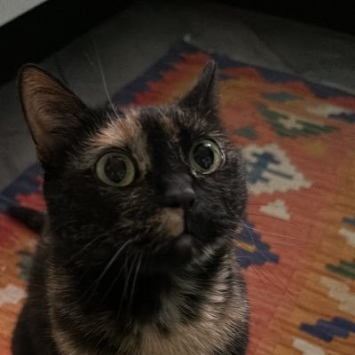 sabrychiaa's profile picture. sabrinahsu.chiaa@gmail.com