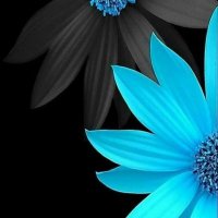 JavRAz.base.eth (@javraz) 's Twitter Profile