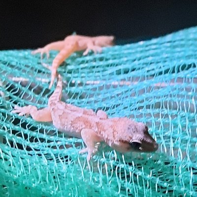 Pitriqui's profile picture. 