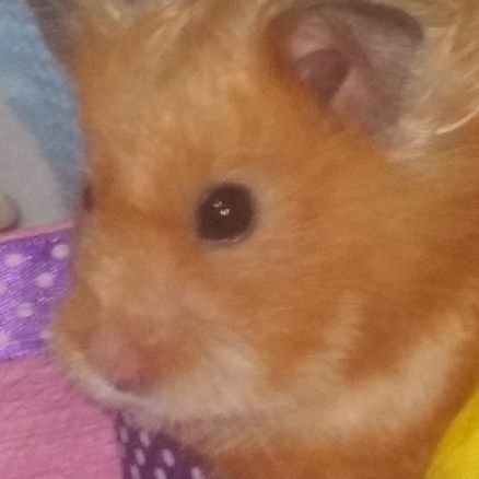 Shever_Staig's profile picture. Hola a Todos --- Hello Everyone

Aroace Trans || Spanish//English ||🇵🇪