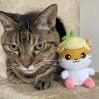 ももさんとにゃんず (@momonya0915) 's Twitter Profile Photo ももさんとにゃんず (@momonya0915) 's Twitter Profile Photo