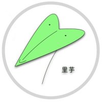 里芋 (@ts_satoimo) 's Twitter Profile