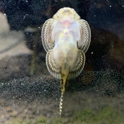 othyさんのプロフィール画像