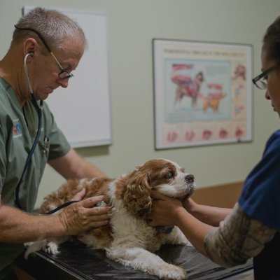 We play a crucial role in safeguarding the health and well-being of animals, providing preventive care, diagnosing illnesses, and treating injuries.