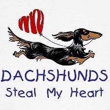 Rescued Dachshunds