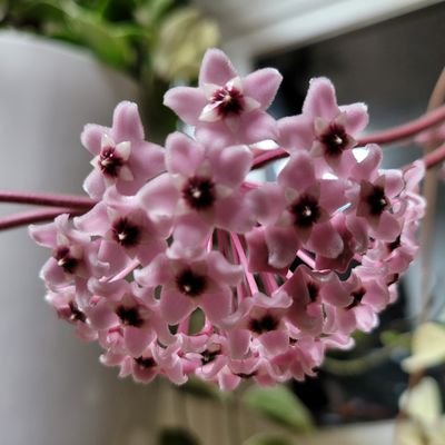 tt2lee's profile picture. solix