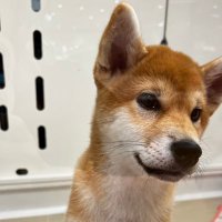 ポージ (@po_design_) Twitter profile photo