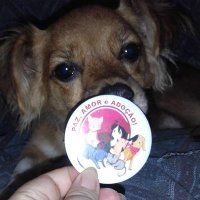 Adotados vira-latas 🐱🐶 (@quartetosrd) 's Twitter Profile Photo Adotados vira-latas 🐱🐶 (@quartetosrd) 's Twitter Profile Photo