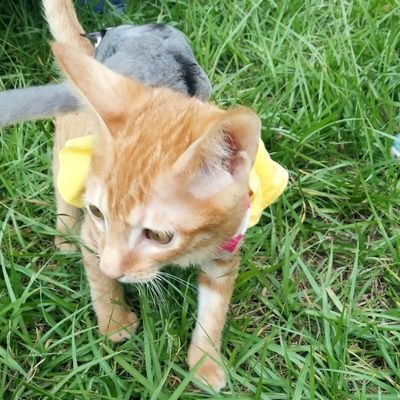 Stewi52928232's profile picture. 身高182體重90,16/5.5❤️
抽電子煙、微醺、無檳榔、無刺青.
會一點推油按摩,找人交流練習😇
ENTJ-A