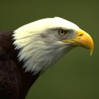 ahmadvand-NFT (@ahmadvand_78107) 's Twitter Profile