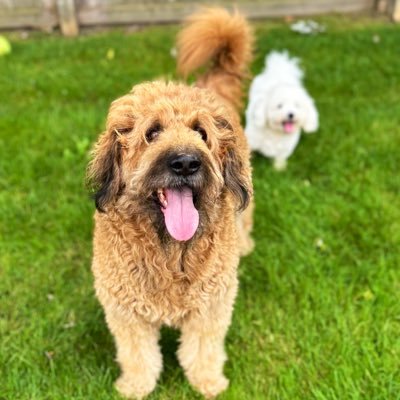 🐶 Profile